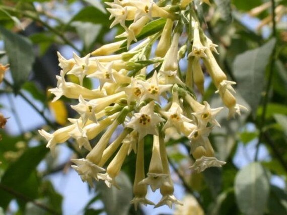 Cestrum parqui | Palqui | グリーン Cestrum | ヤナギ葉ジェサミン 