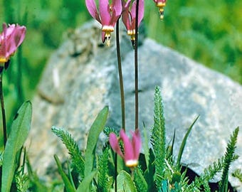 Dodecatheon pulchellum | Darkthroat Shooting Star | 50 Seeds