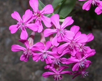 Silene armeria | None-so-Pretty | Sweet William Catchfly | 1000 Seeds