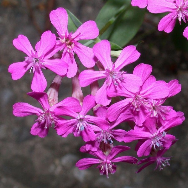 Silene armeria | None-so-Pretty | Sweet William Catchfly | 1000 Seeds