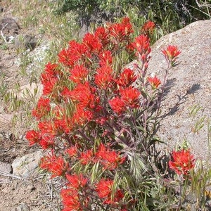 Castilleja chromosa | Owls Clover | 20 Seeds