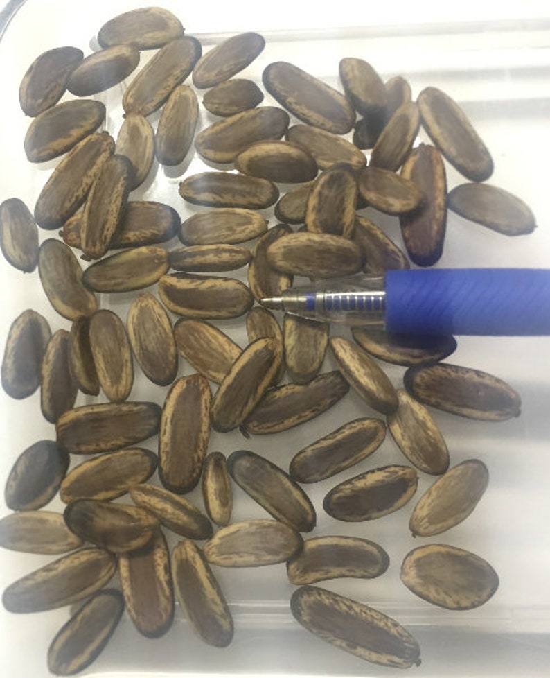 Colvillea racemosa is a species of legume in the family Fabaceae. It is also known by