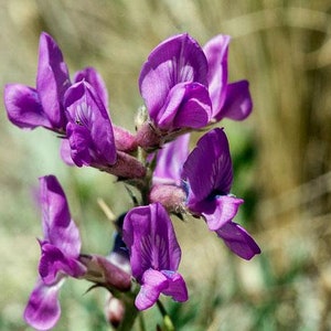 Oxytropis lambertii Purple Locoweed Lamberts Crazyweed 10 Seeds image 1