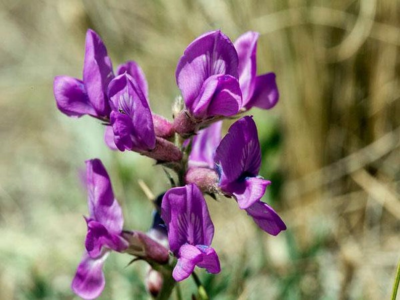 Oxytropis lambertii Purple Locoweed Lamberts Crazyweed 10 Seeds image 1