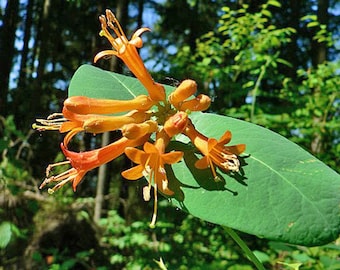 Lonicera ciliosa | Orange or Western Trumpet Honeysuckle | 10 Seeds