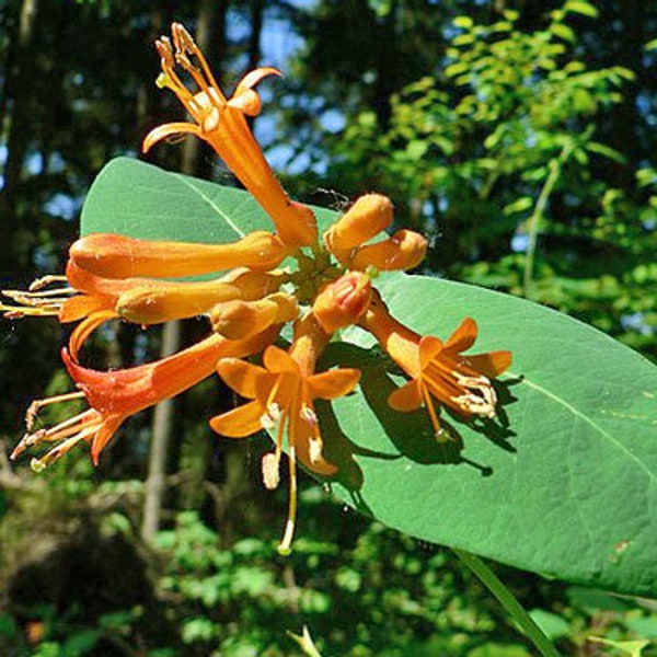 Lonicera ciliosa | Orange or Western Trumpet Honeysuckle | 10 Seeds