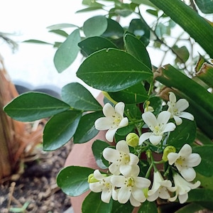 May include: Close-up of a small tree with white flowers and green leaves. The flowers are in bloom and have a delicate appearance.