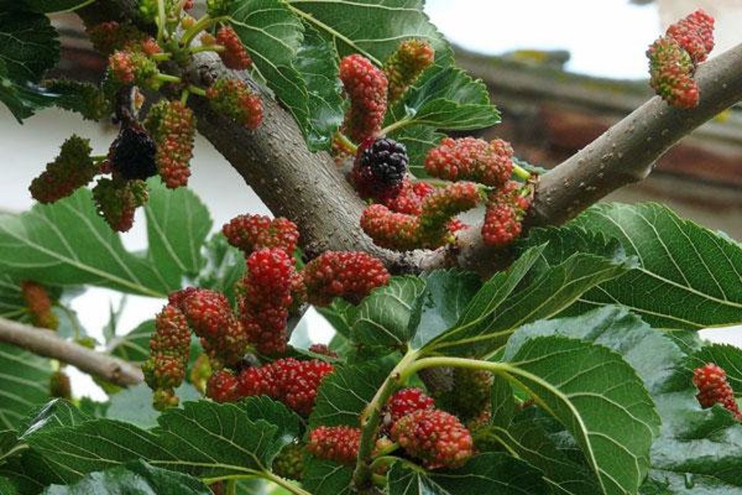 Mulberry Tuta Fruit Costo Fruit Tuta Absoluta Pantaloni Da Bambino