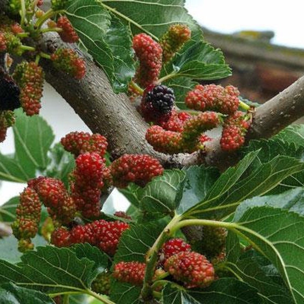 Morus nigra | Blackberry | Black Mulberry | Persian Mulberry | 10 Seeds