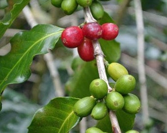 Coffea arabica var. Caturra | Dwarf Coffee Plant | 10 Seeds