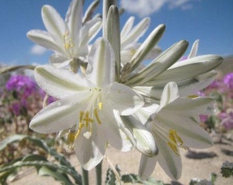 Hesperocallis undulata | Desert Lily | 10 Seeds