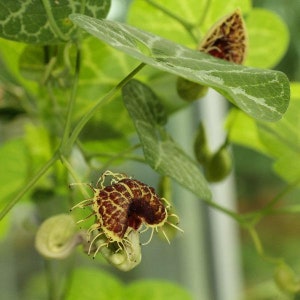 Aristolochia fimbriata | White Veined Hardy Dutchmans Pipe | 5 Seeds