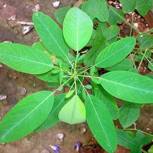 planting a seed in a bag Garden in A Bag Starter Kit main image 0