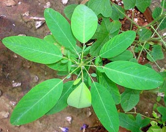 Codariocalyx motorius | Semaphore or Telegraph Plant | 20 Seeds