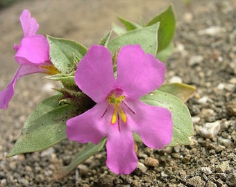 Diplacus cusickii | Cusicks Monkeyflower | 20 Seeds