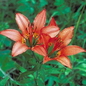 Lilium philadelphicum | Philadelphia, Prairie or Wood Lily | 25 Seeds