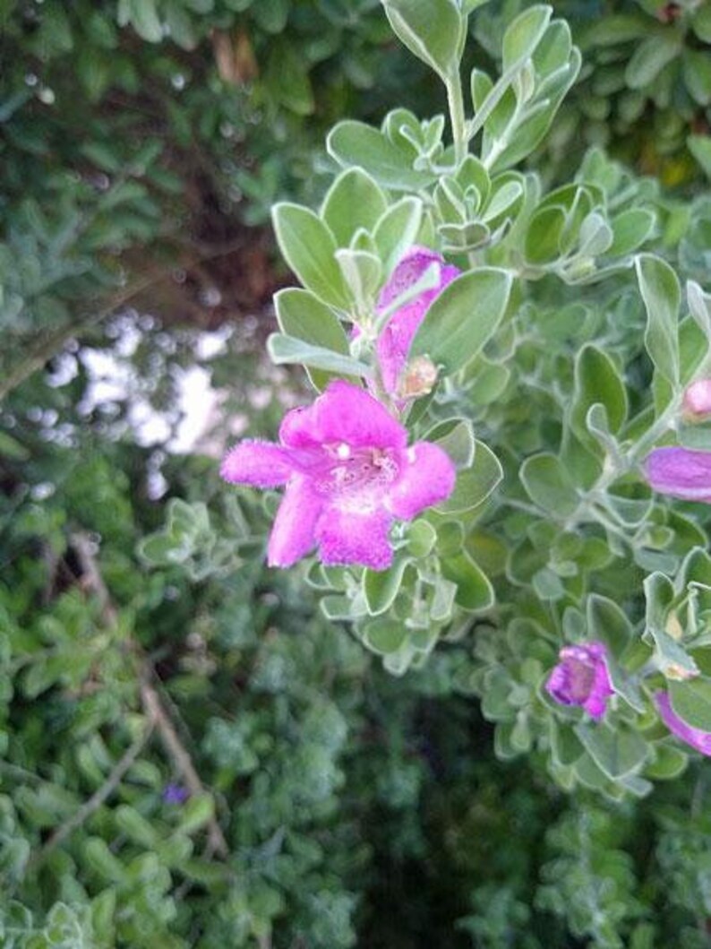 Leucophylium Frutescens Texas Ranger Barometer Bush 10 Etsy