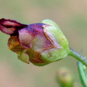 Scrophularia umbrosa Water Betony Water Figwort 50 Seeds image 4