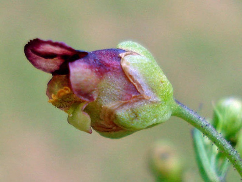 Scrophularia umbrosa Water Betony Water Figwort 50 Seeds image 4