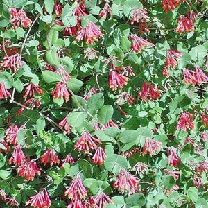 Lonicera sempervirens | Rose Honeysuckle | 5 Seeds
