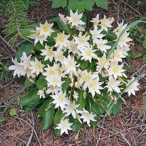 Lewisiopsis tweedyi | Tweedys lewisia or Bitterroot | 5 Seeds