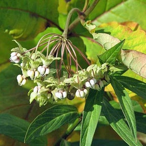 Asclepias exaltata | Poke or Tall Milkweed | 10 Seeds
