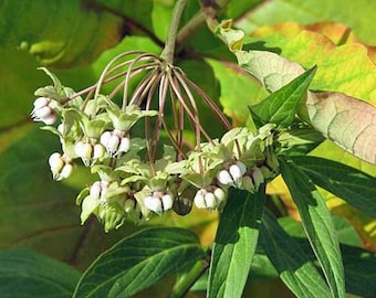 Asclepias exaltata | Poke or Tall Milkweed | 5 Seeds