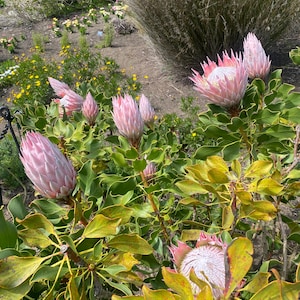 Protea cynaroides | King Protea | Honeypot | King Sugar Bush | 5 Seeds