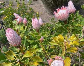 Protea cynaroides | King Protea | Honeypot | King Sugar Bush | 5 Seeds