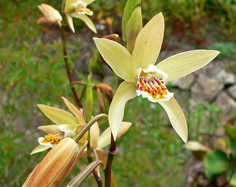 Bletilla ochracea | Chinese Ground Orchid | 50 Seeds