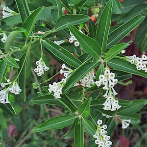 Cestrum diurnum China Berry White Chocolate Cestrum 5 Seeds image 3