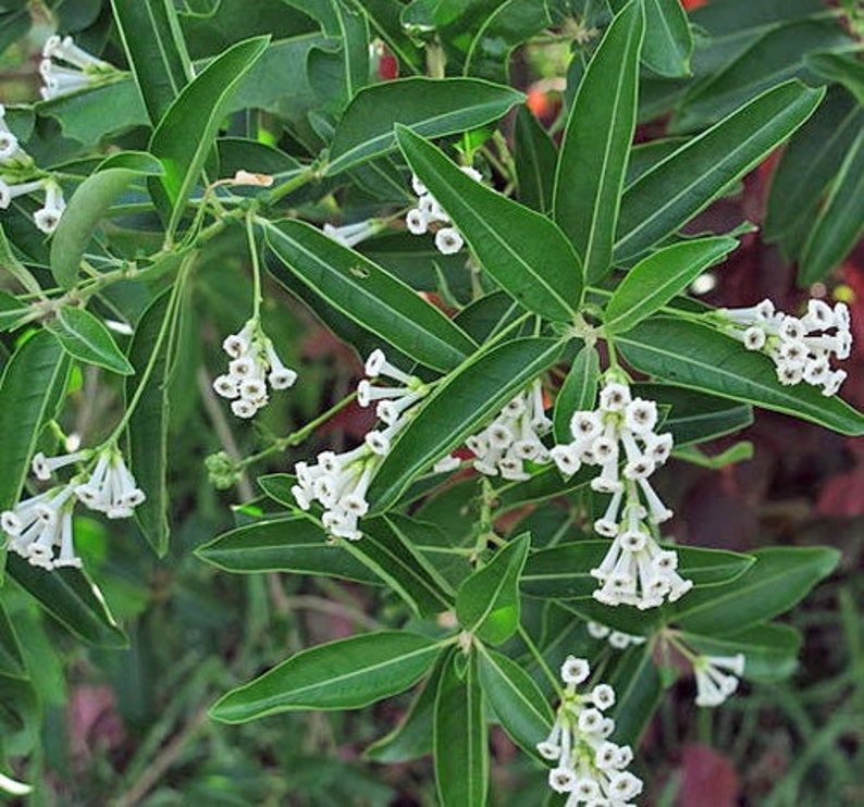 Cestrum diurnum Baie de Chine Cestrum au chocolat blanc 5 Graines image 3