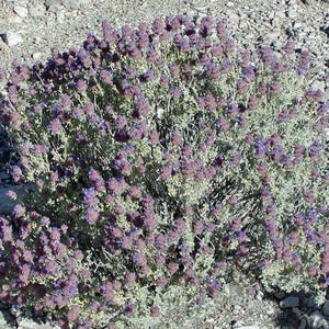 May include: A close-up of a bush with small purple flowers and green leaves. The bush is growing in a rocky area.
