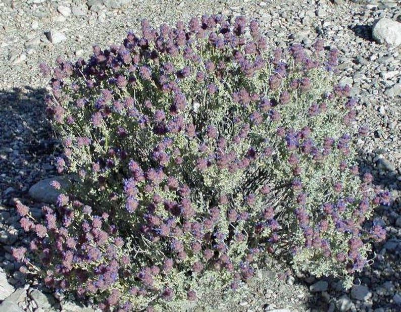 May include: A close-up of a bush with small purple flowers and green leaves. The bush is growing in a rocky area.