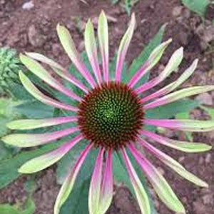 May include: A close-up of a pink and green coneflower with a dark brown center. The flower has many petals that are long and thin.