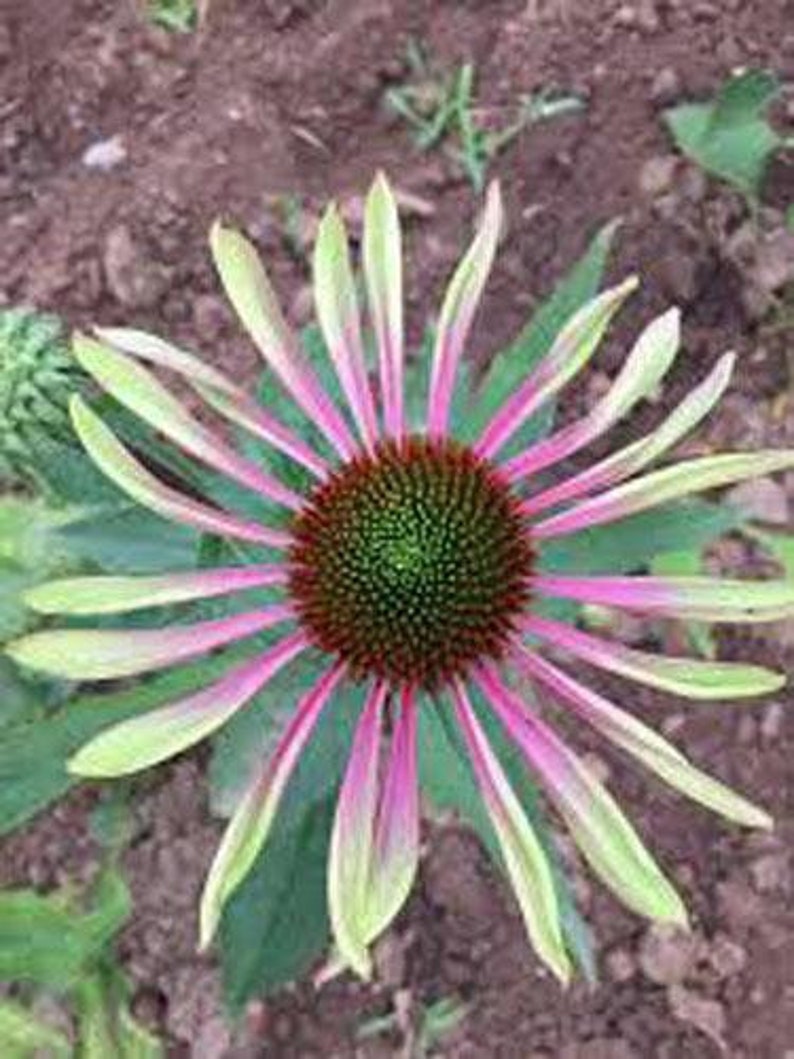 May include: A close-up of a pink and green coneflower with a dark brown center. The flower has many petals that are long and thin.