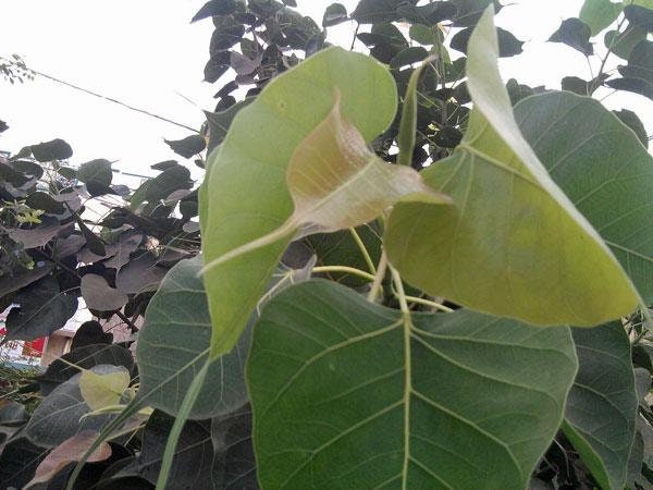 Ficus Religiosa | Sacred Fig | Ashwattha or Bodhi Tree | 100 Seeds - Etsy