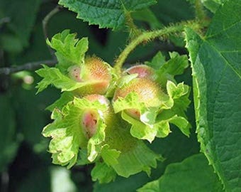 Corylus americana | American Hazelnut | 10 seeds