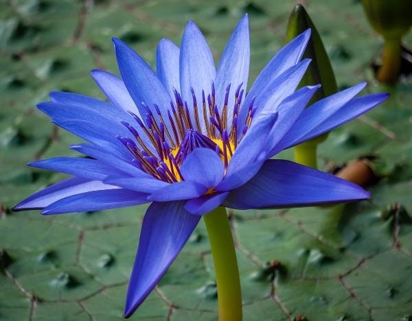 10 Mini Blue Lotus Seeds Water Lily Pad Nymphaea Nelumbo Nucifera 60kind choose