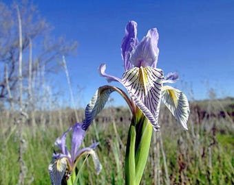Iris missouriensis Seeds | Rocky Mountain Wild Blue Iris - 40 Seeds
