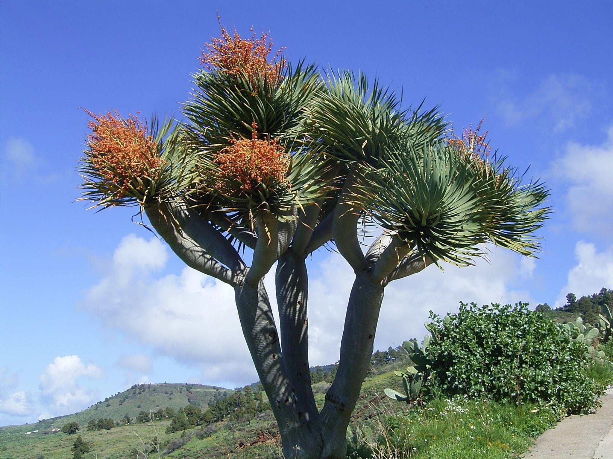 Dracaena Draco | Drago | Canary Islands Dragon Tree | 5 Seeds - Etsy