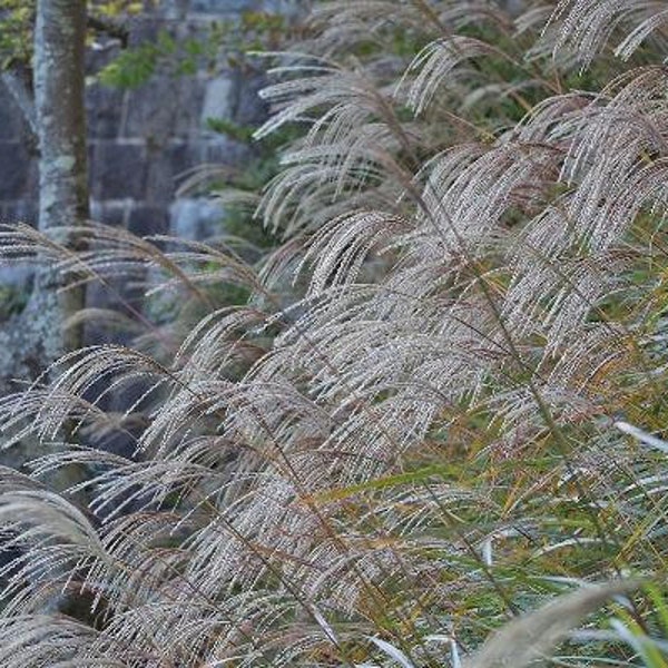 Miscanthus sinensis | Chinese Silver Grass | Maiden Silvergrass | 50 Seeds