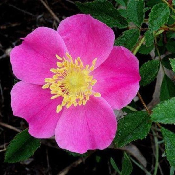 Rosa carolina | Pasture Rose | Carolina Rose | Wild Rose | Sand Rose | 10 Seeds