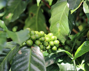 Coffea arabica | Lempira | 10 Seeds