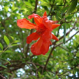 Punica granatum Nana | Dwarf Pomegranate | 10 Seeds