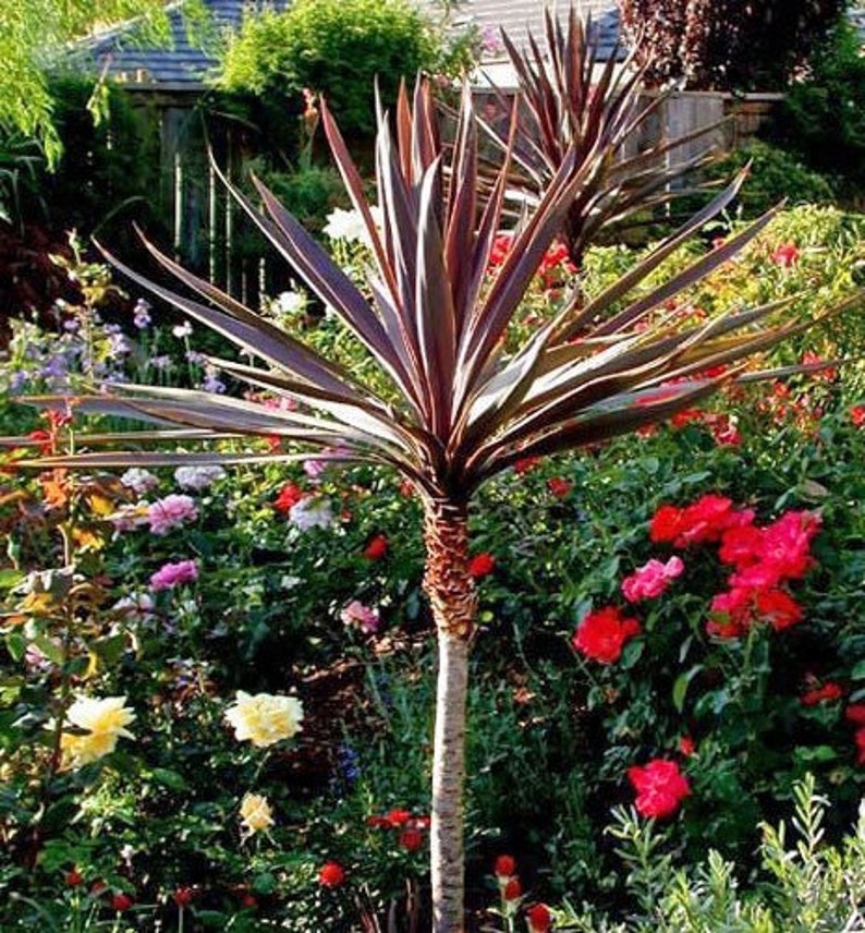 Cordyline australis Purpurea Red Cabbage Tree 10 Seeds image 2