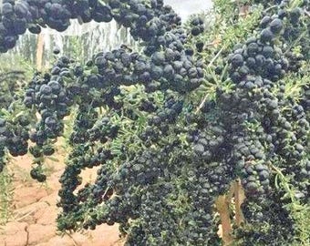 Lycium ruthenicum | Russian Boxthorn | Black Gojiberry | 100 Seeds