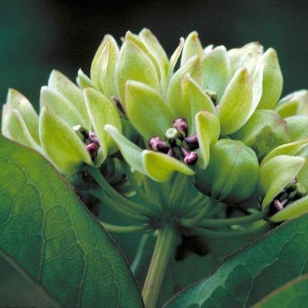 Asclepias viridis | Green Antelopehorn | Spider Milkweed | 10 Seeds