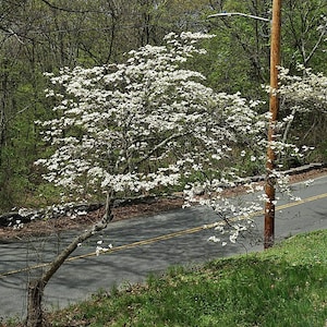 Cornus florida | Flowering Dogwood | 10 Seeds