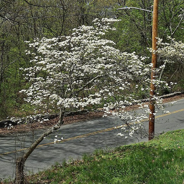 Cornus florida | Flowering Dogwood | 10 Seeds